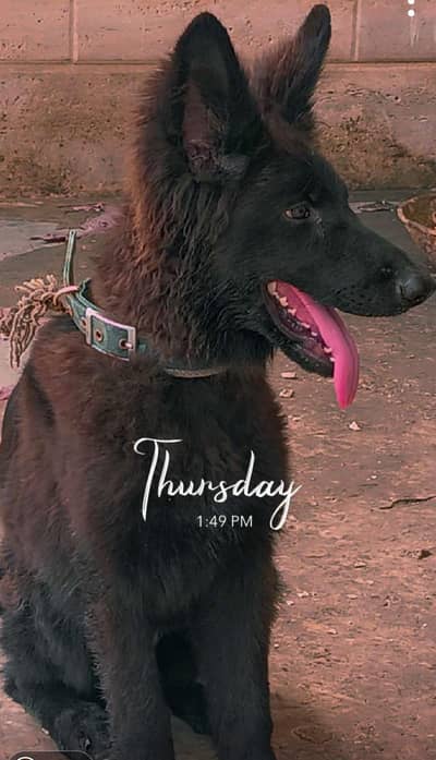 German Shepherd Female Dog