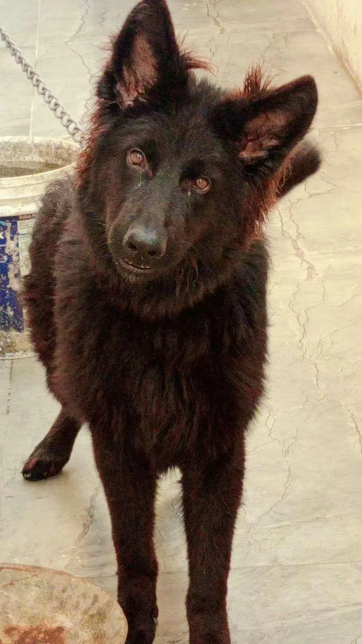 German Shepherd Female Dog — photo 2
