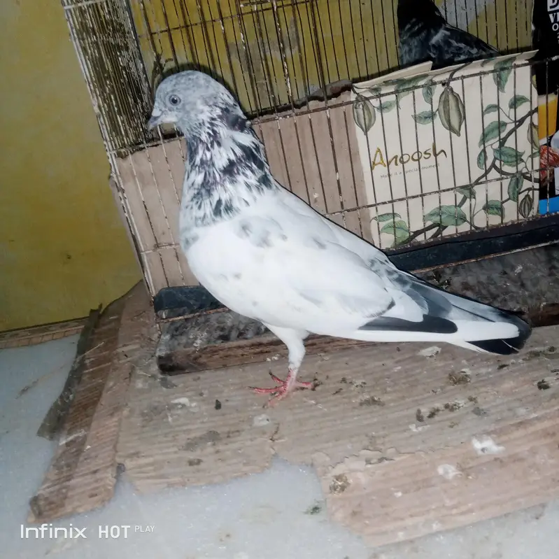 golden nar frozpure madi ha 2 joray han only — photo 2