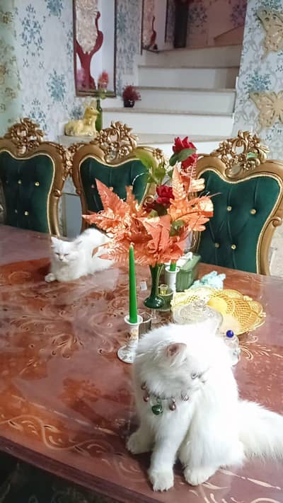 white Persian