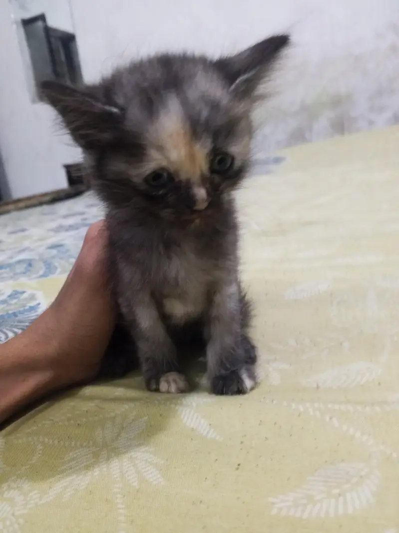 sale cat double Cote — photo 2