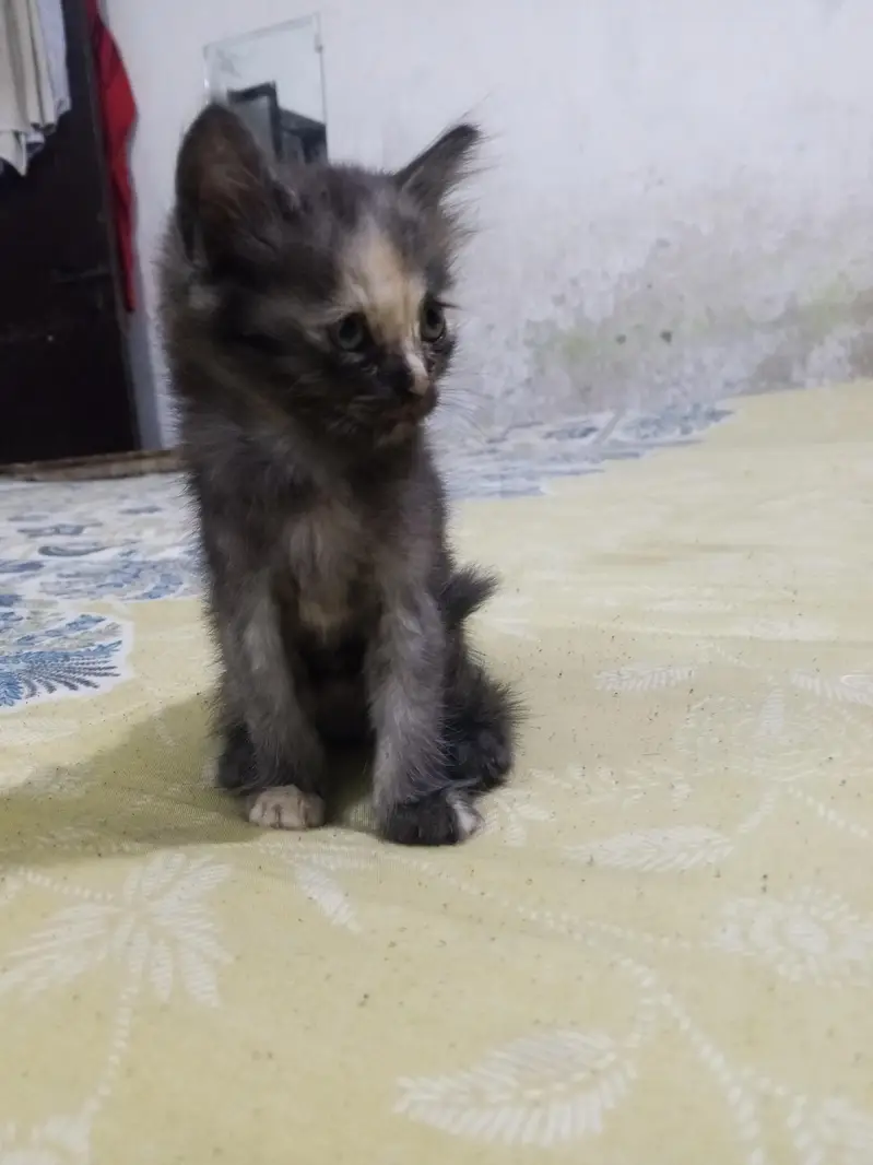 sale cat double Cote — photo 3