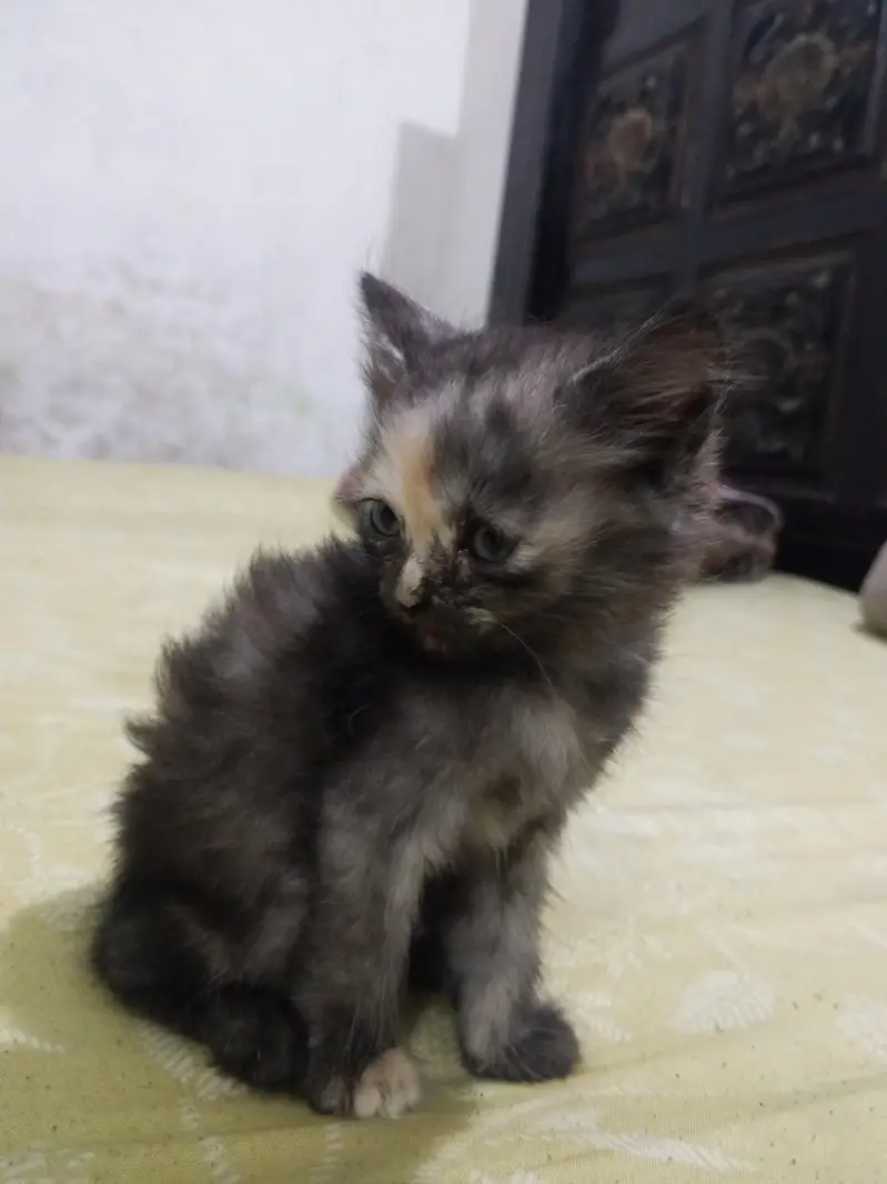 sale cat double Cote — photo 4