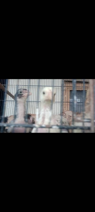 lasani aseel chicks
