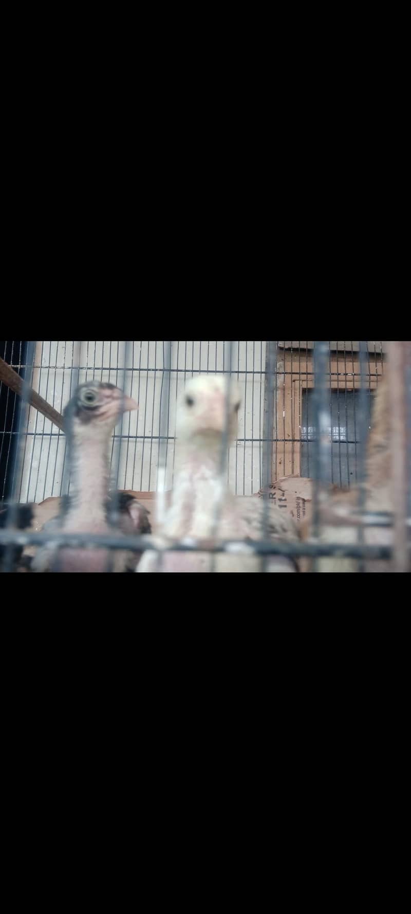 lasani aseel chicks 0