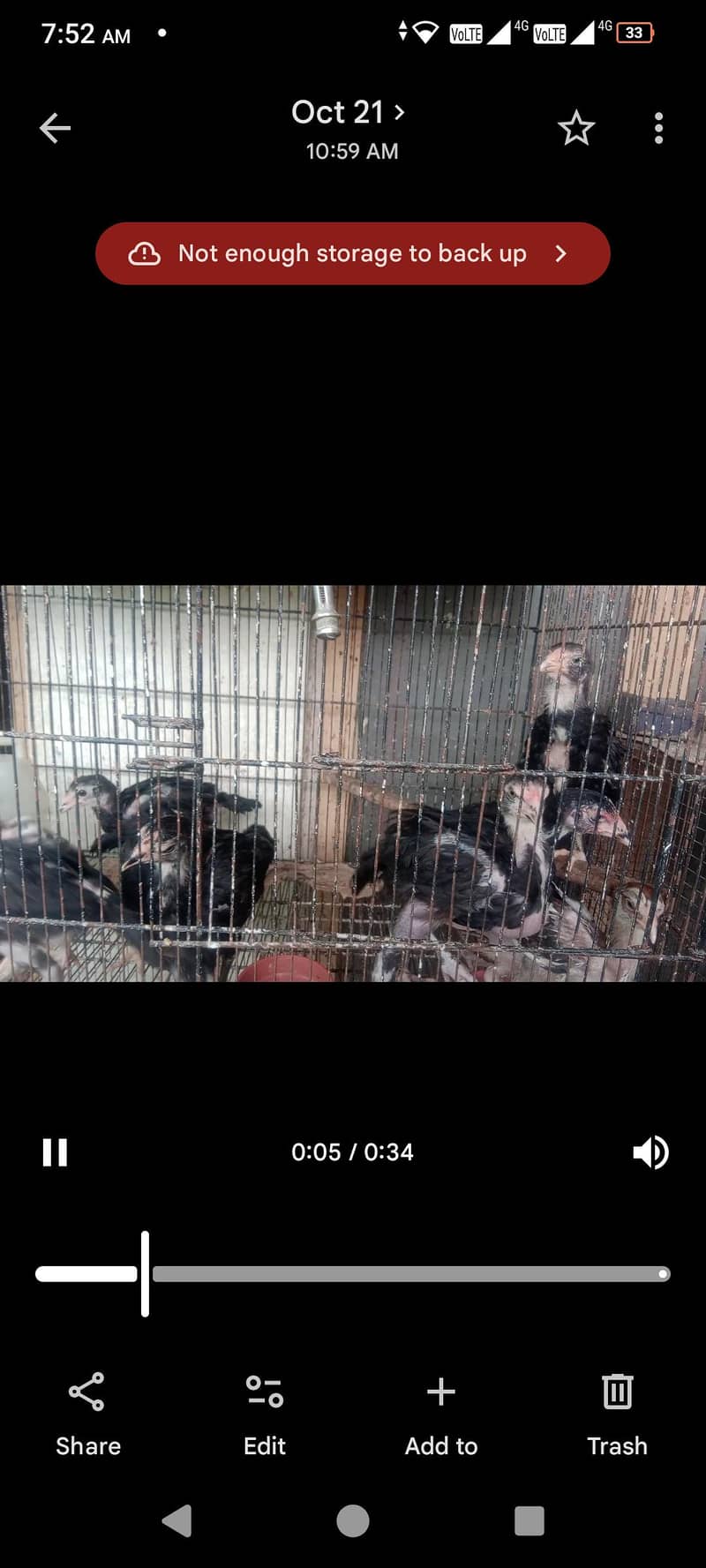 lasani aseel chicks 2