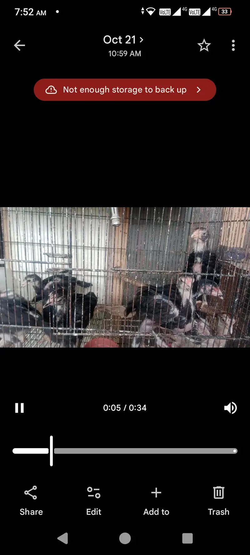 lasani aseel chicks — photo 3