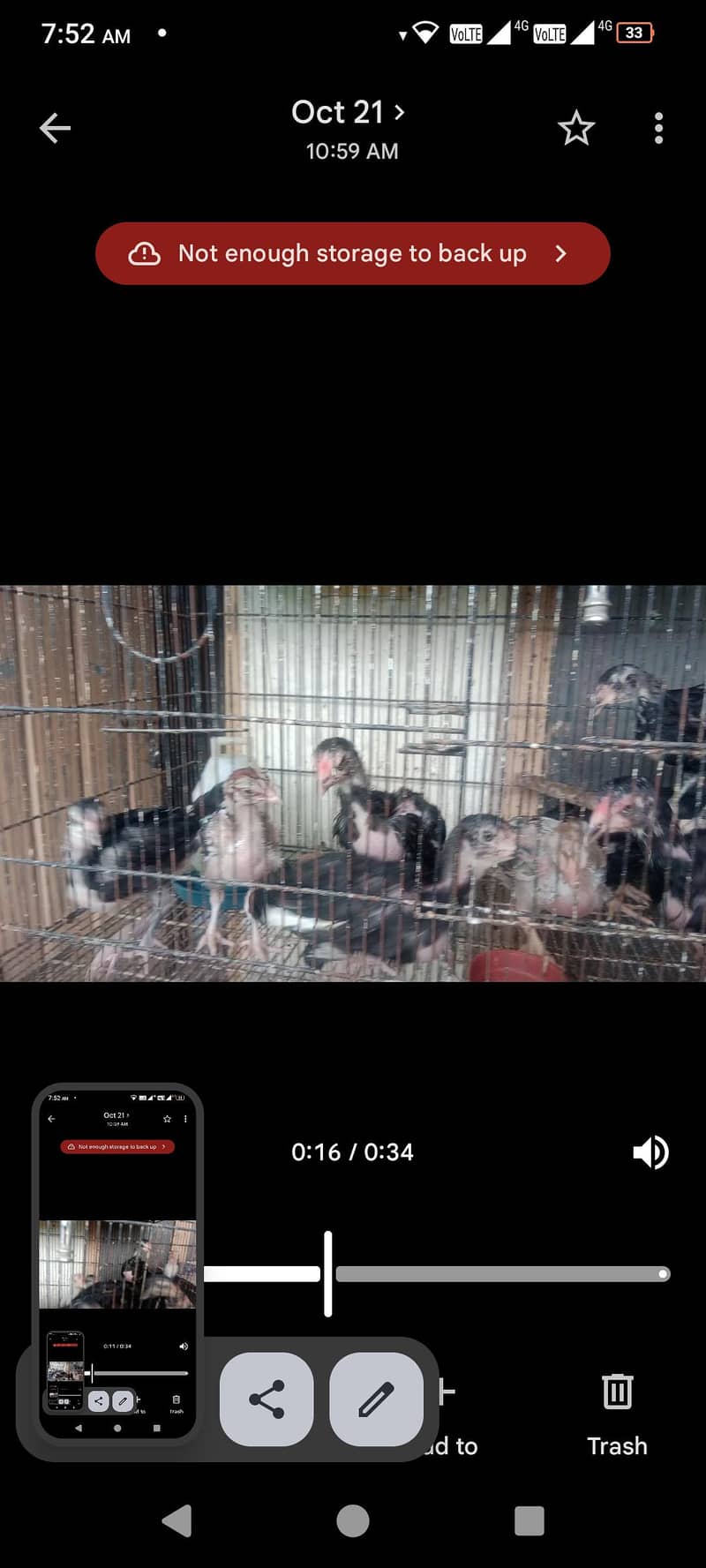 lasani aseel chicks 4