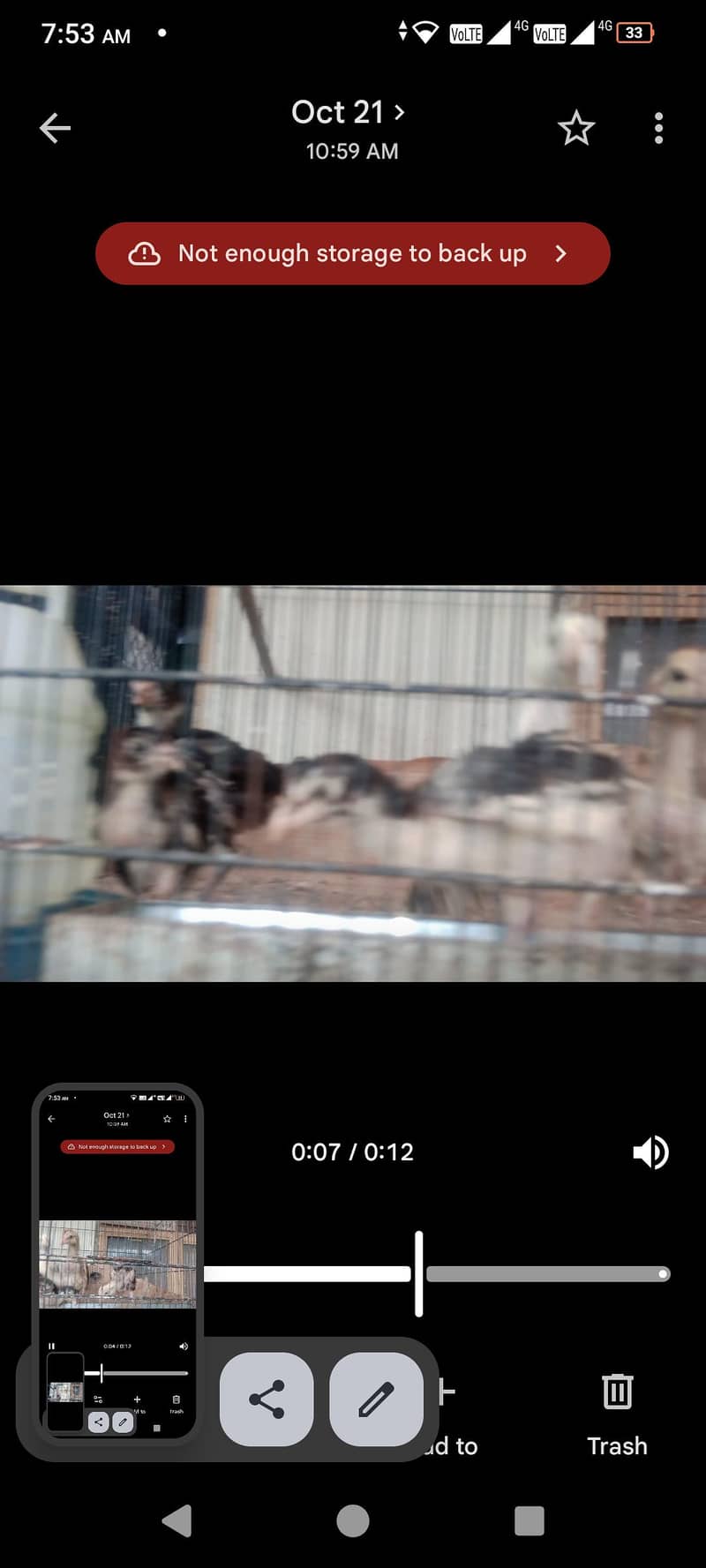 lasani aseel chicks 5