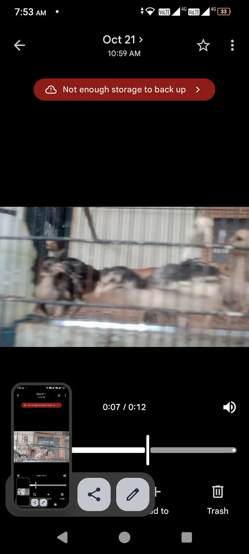 lasani aseel chicks — photo 6