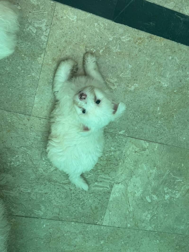 puddle babies 2