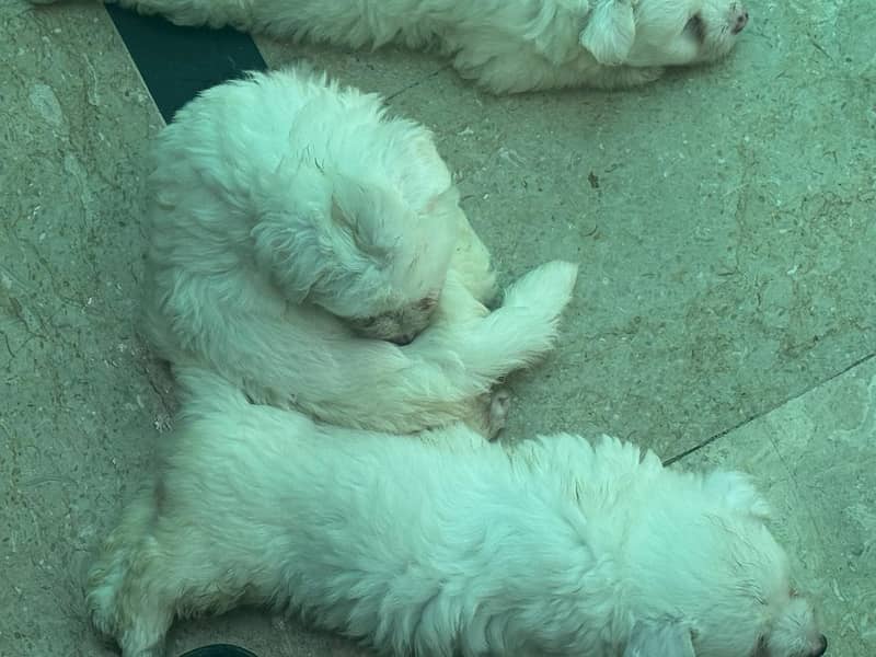 puddle babies 6