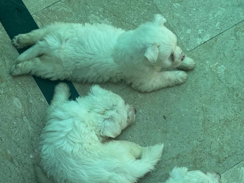 puddle babies 9
