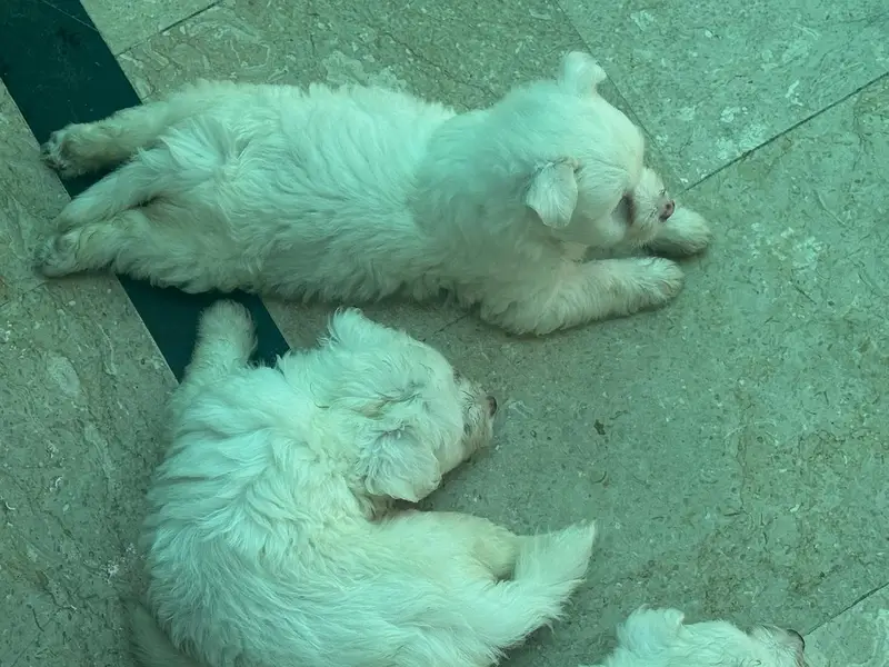 puddle babies — photo 10