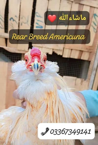 Ameraucana breed blue & green eggs layer fertilized eggs/ chiks avail