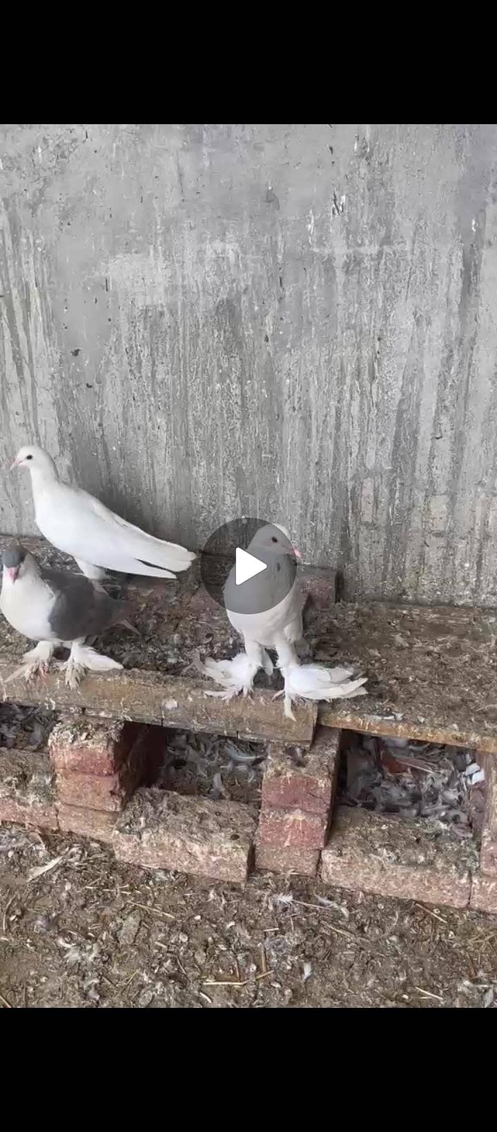 pigion 0