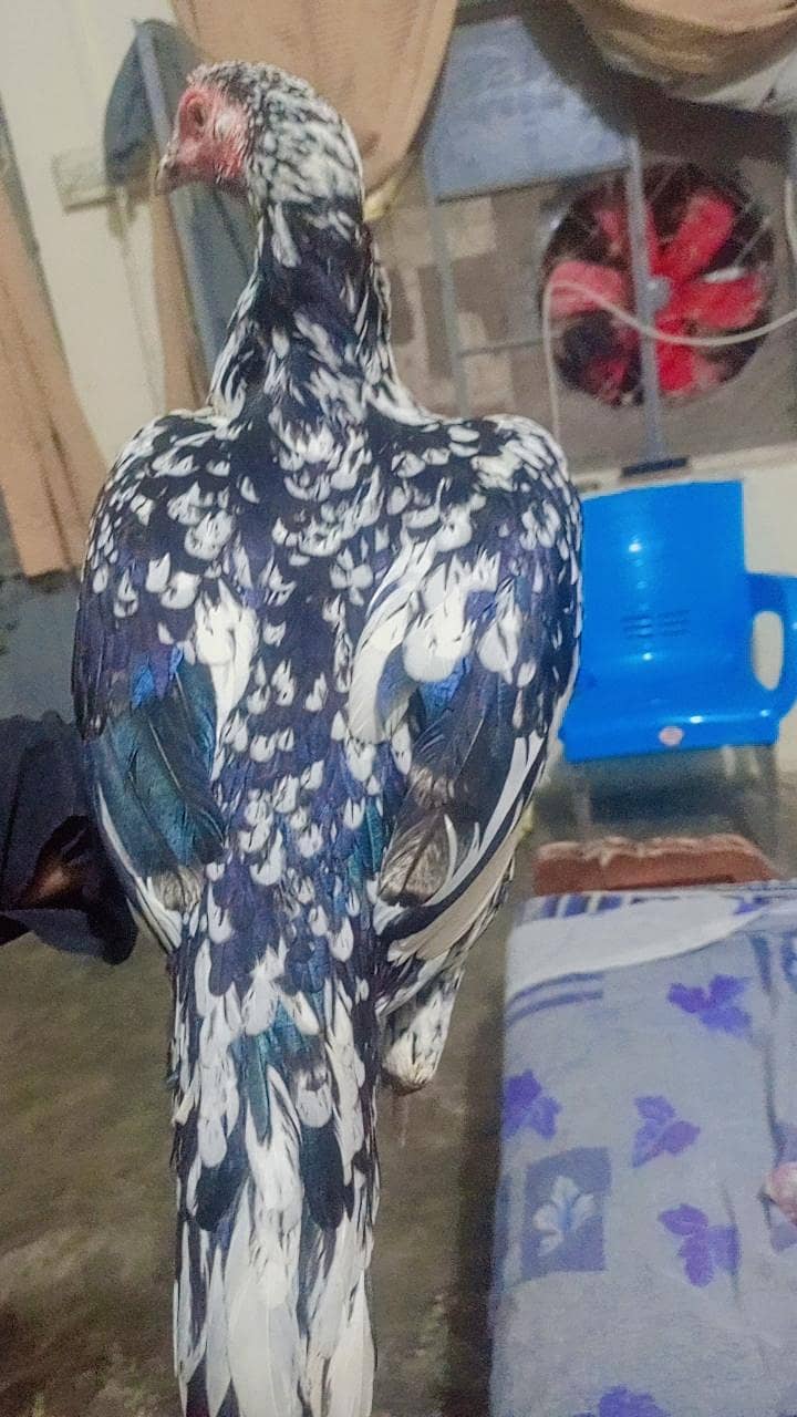 high quality aseel pair 0