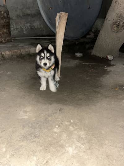 A beautiful Puppy