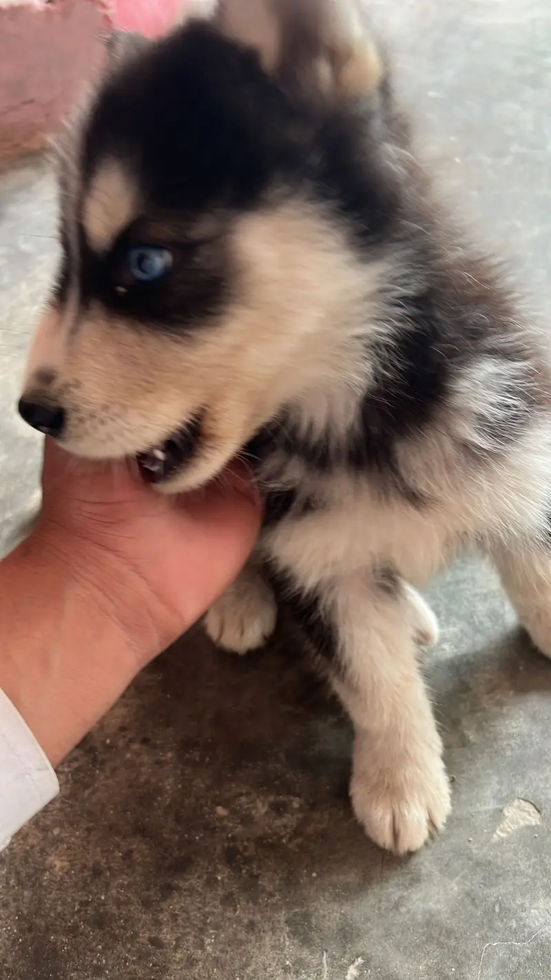 A beautiful Puppy — photo 2