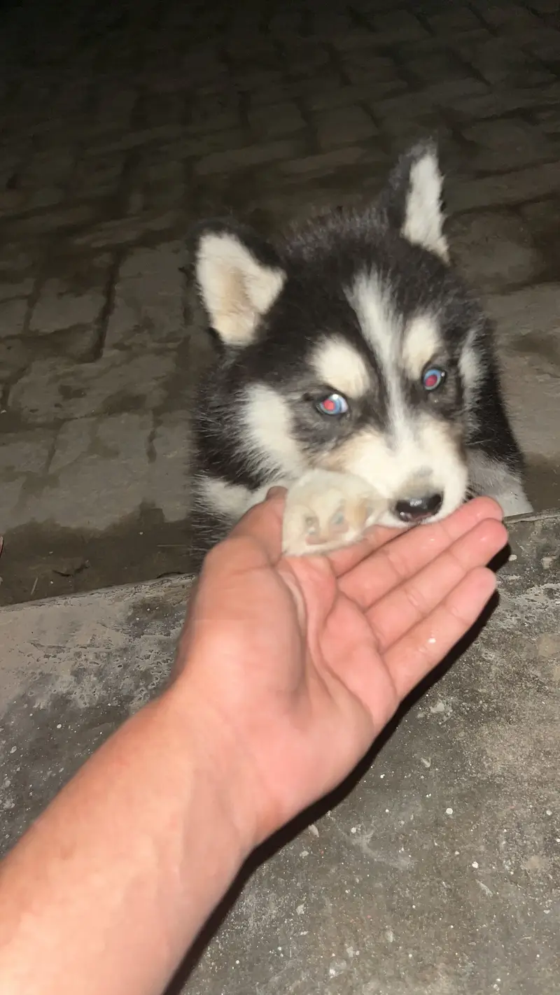 A beautiful Puppy — photo 3