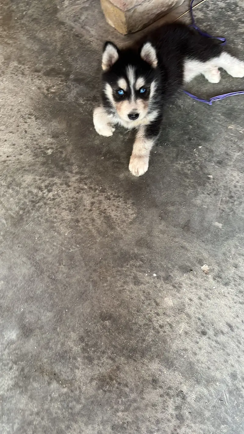 A beautiful Puppy — photo 4