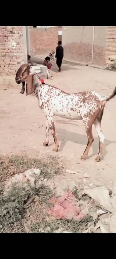 piuer dasi maki chani phuth 2/5 month ki guban