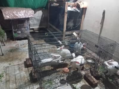 Complete Rabbit Setup with 7 Rabbits & 2 Cages