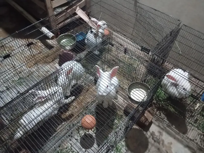 Complete Rabbit Setup with 7 Rabbits & 2 Cages — photo 2