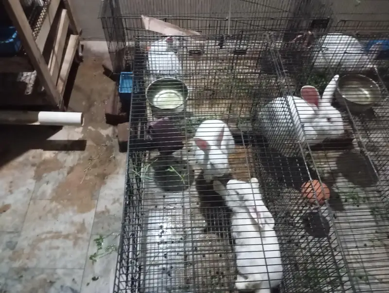 Complete Rabbit Setup with 7 Rabbits & 2 Cages — photo 3