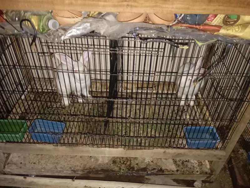 Complete Rabbit Setup with 7 Rabbits & 2 Cages — photo 4