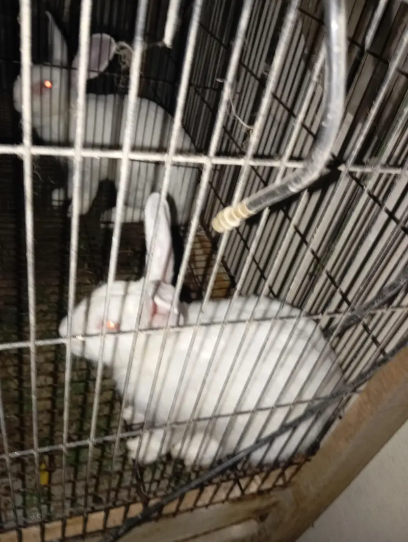 Complete Rabbit Setup with 7 Rabbits & 2 Cages — photo 5