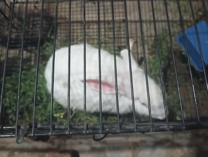 Complete Rabbit Setup with 7 Rabbits & 2 Cages — photo 6