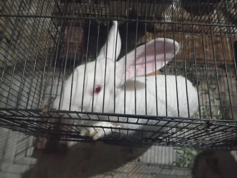 Complete Rabbit Setup with 7 Rabbits & 2 Cages — photo 7