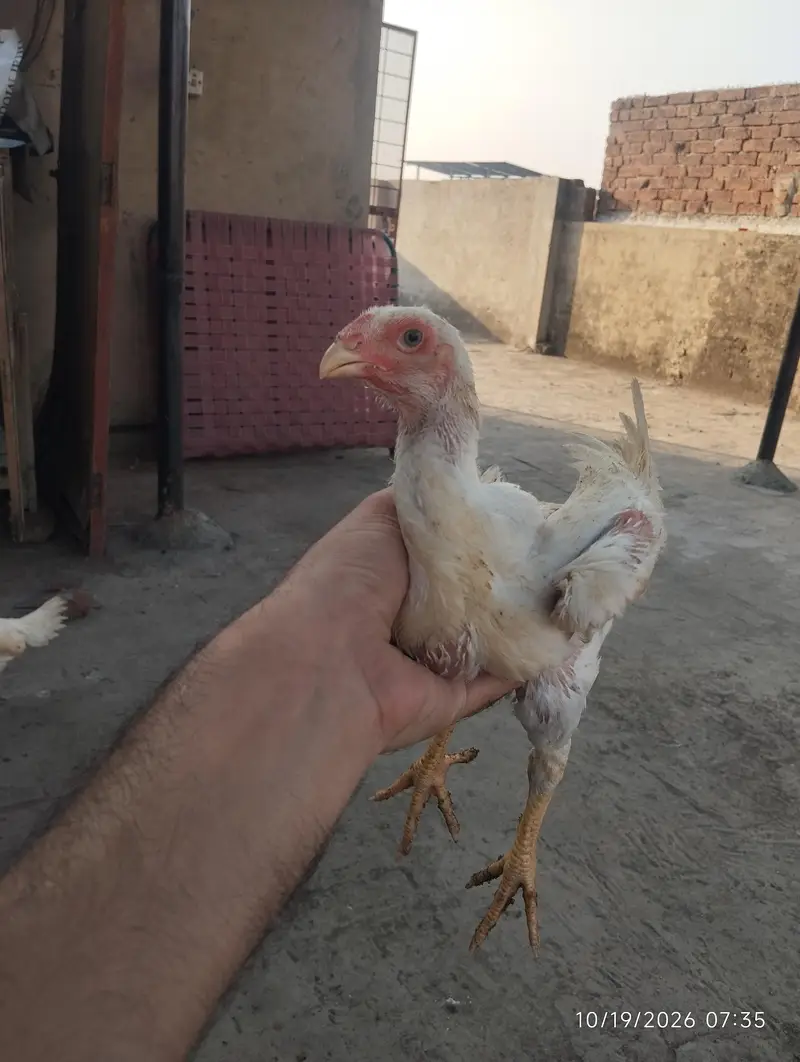 pair for sale shamo pure white — photo 2