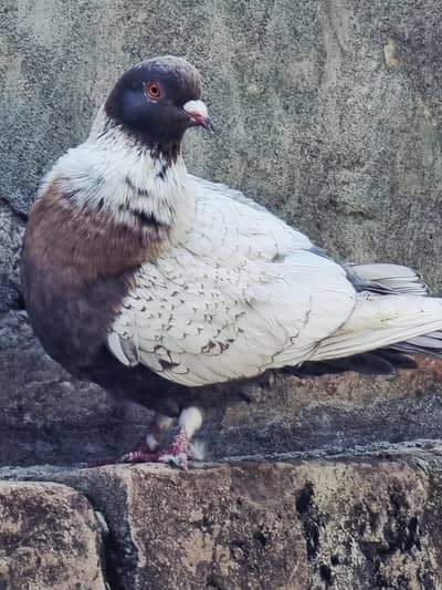 Unique pegions for lovers
