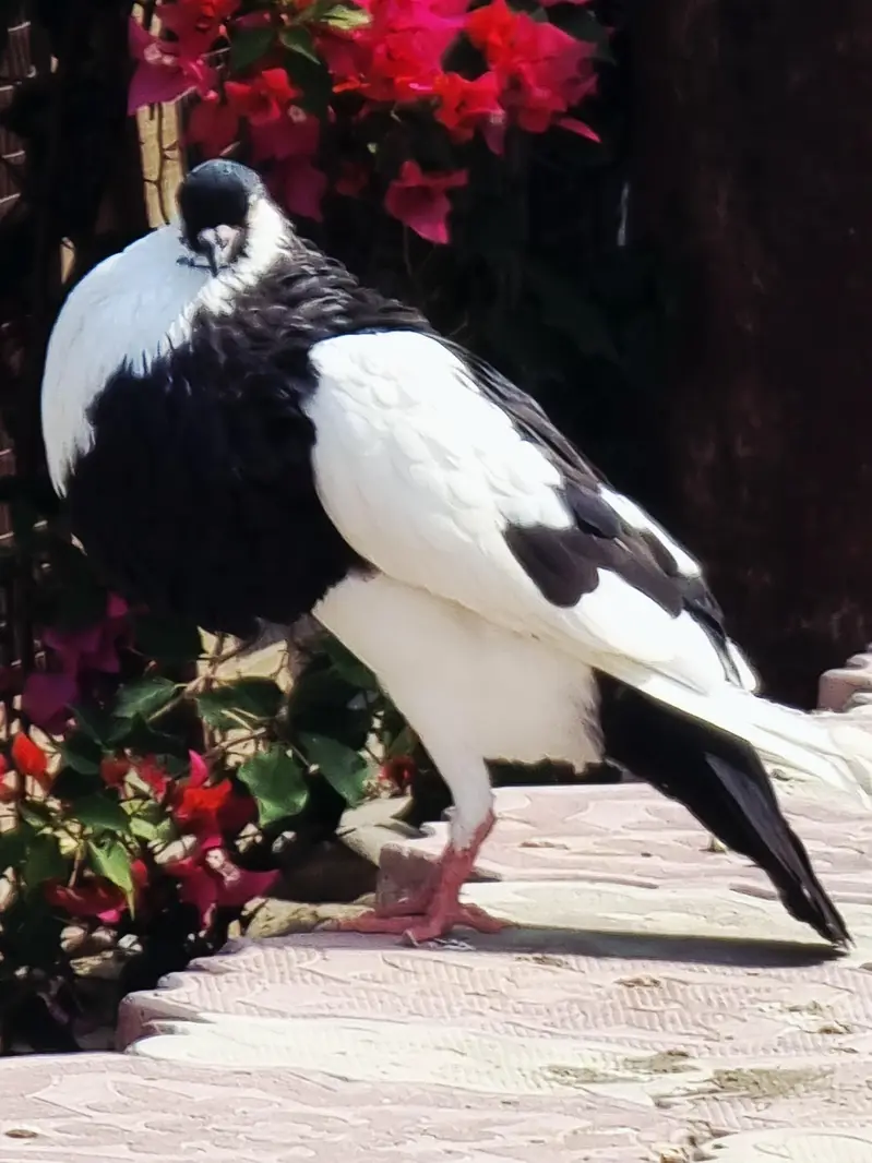 Unique pegions for lovers — photo 2