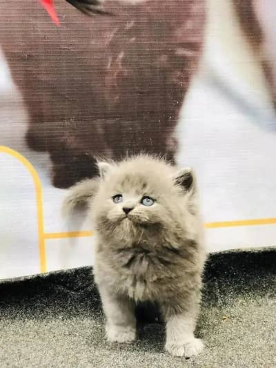 persian Kittens | Triple Coated Persian kittens | Kittens For Sale