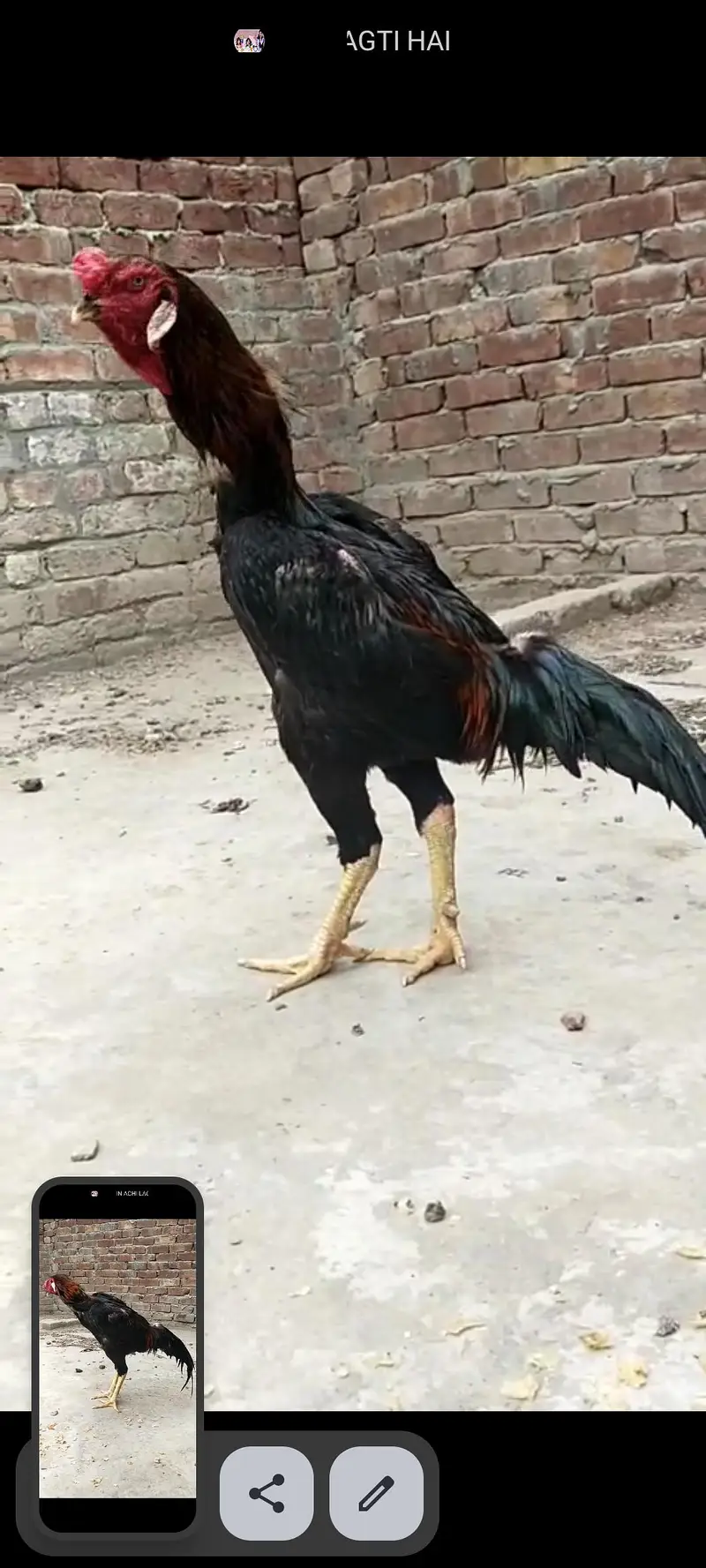 lasani aseel chicks — photo 7