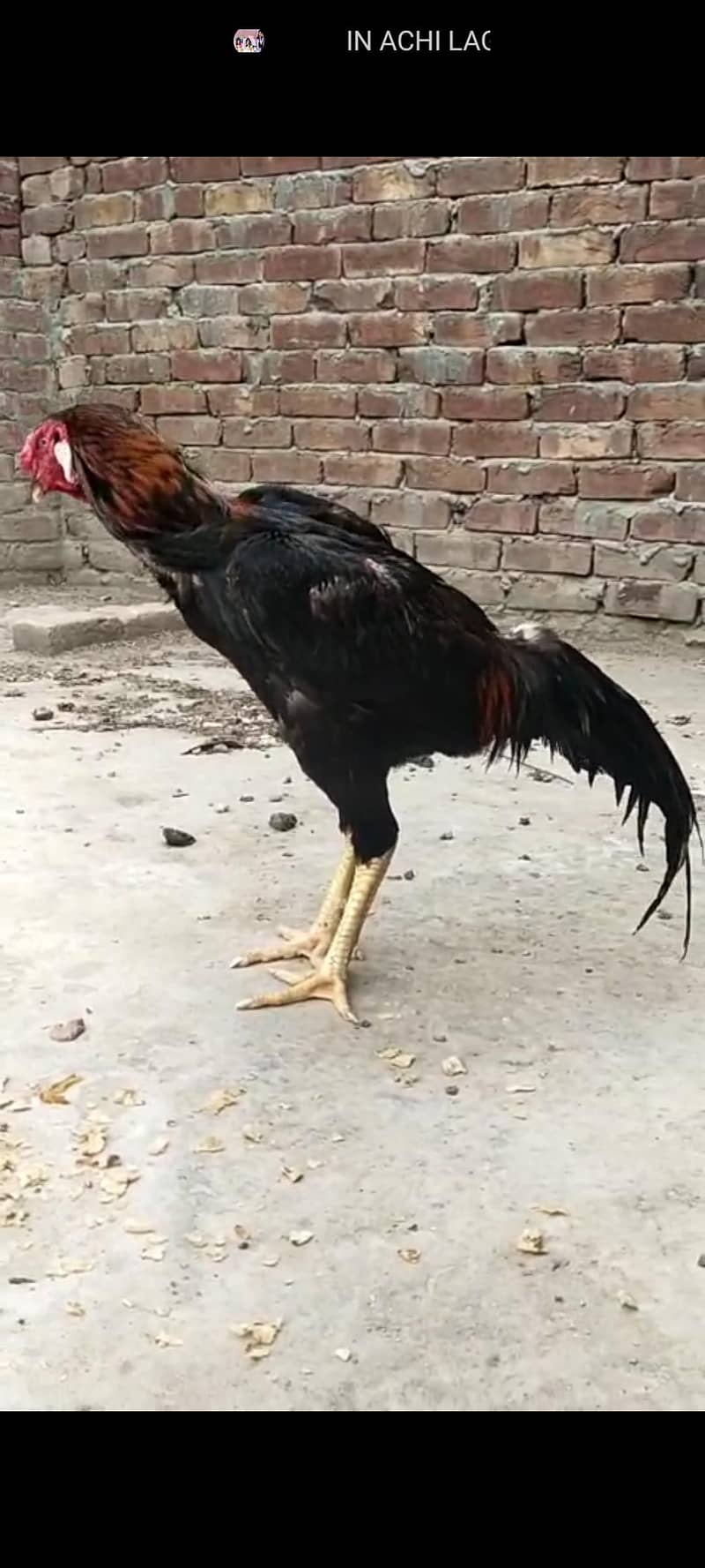 lasani aseel chicks 7
