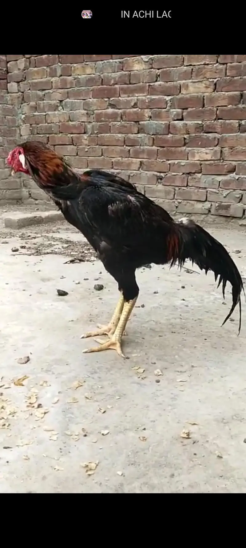 lasani aseel chicks — photo 8