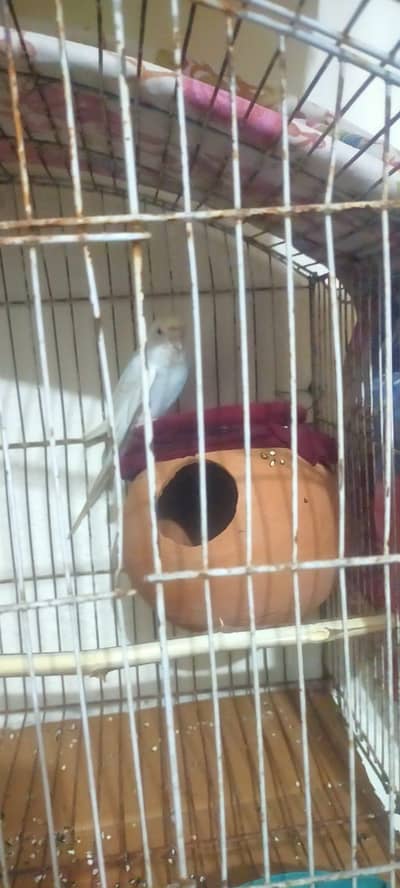 white red eno and budgie for sale