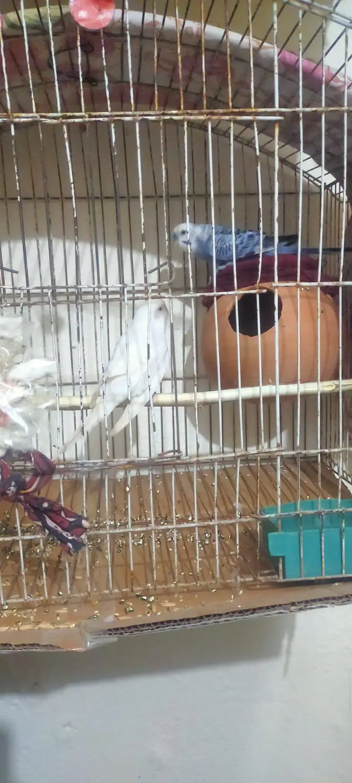 white red eno and budgie for sale — photo 2