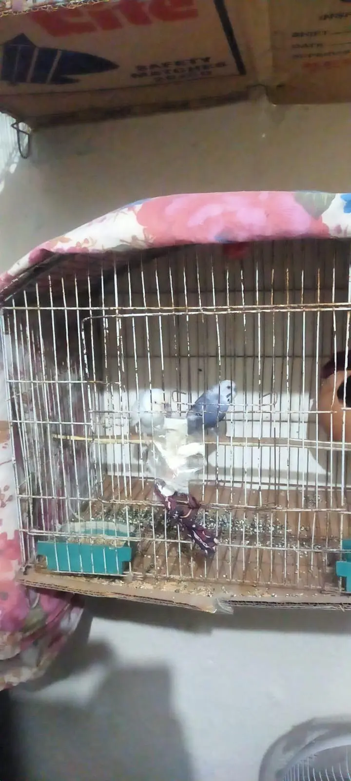 white red eno and budgie for sale — photo 3