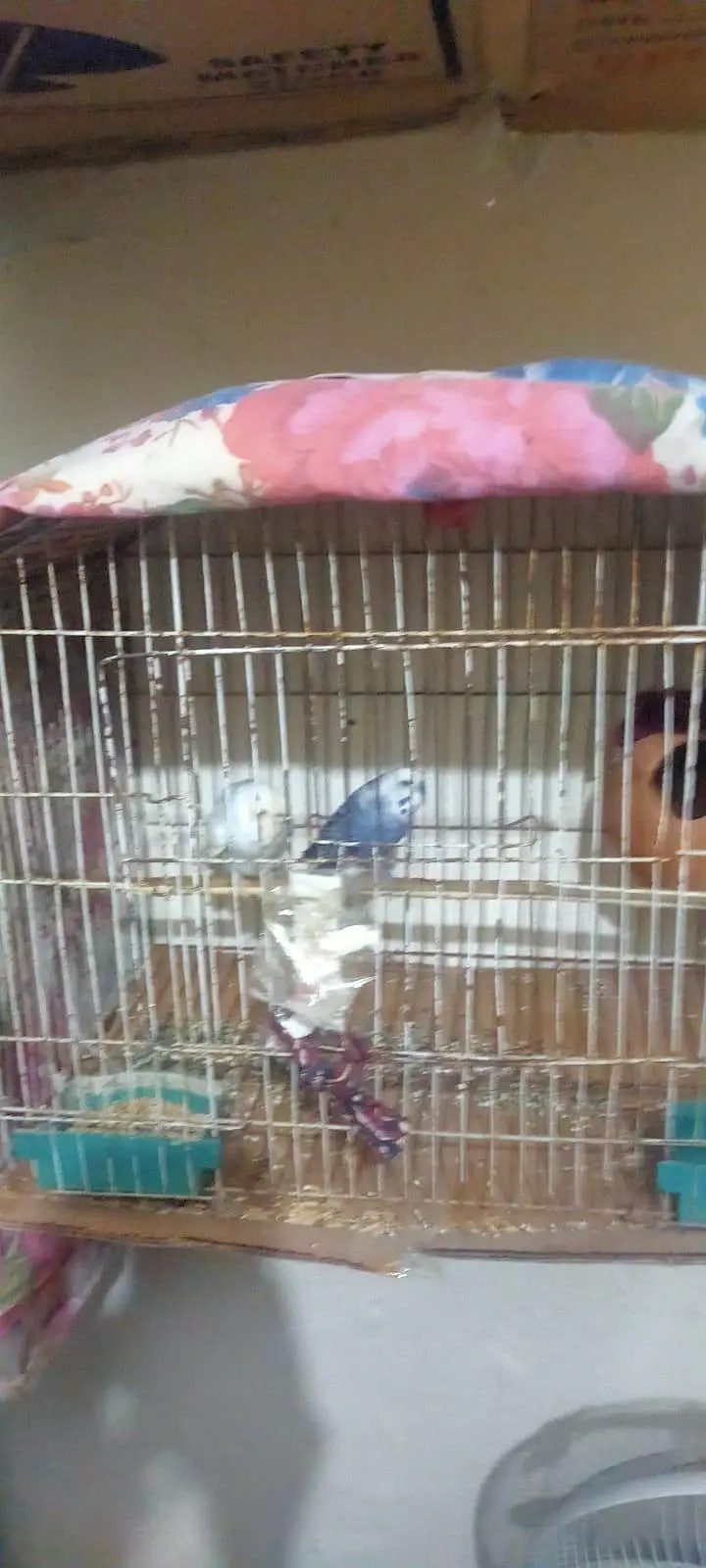 white red eno and budgie for sale — photo 4