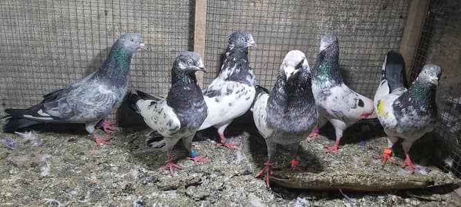 Taddi Zerry goldan parvazi kabotar for sale.