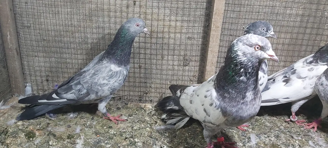 Taddi Zerry goldan parvazi kabotar for sale. — photo 2