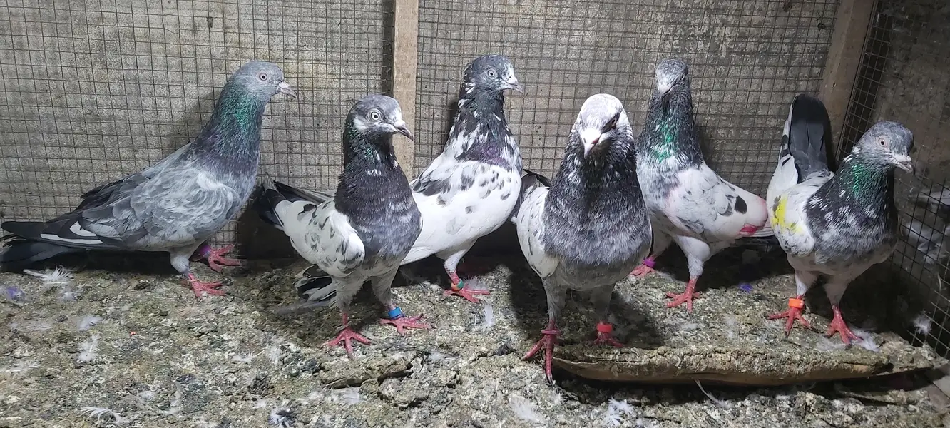 Taddi Zerry goldan parvazi kabotar for sale. — photo 3