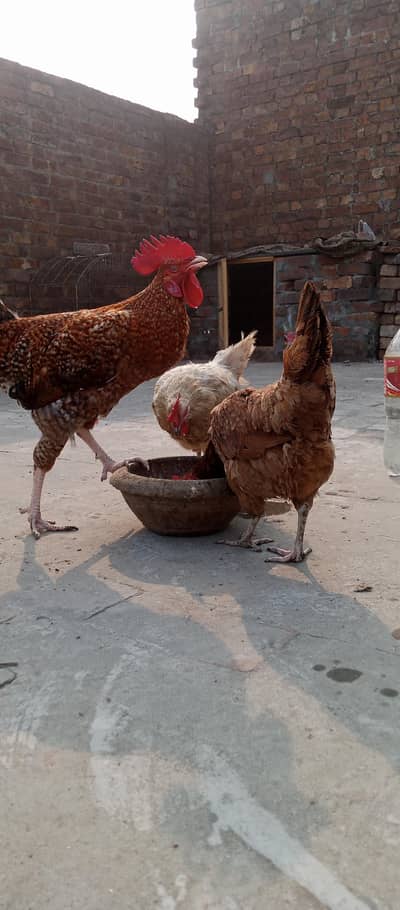 1 Male & 2 Female