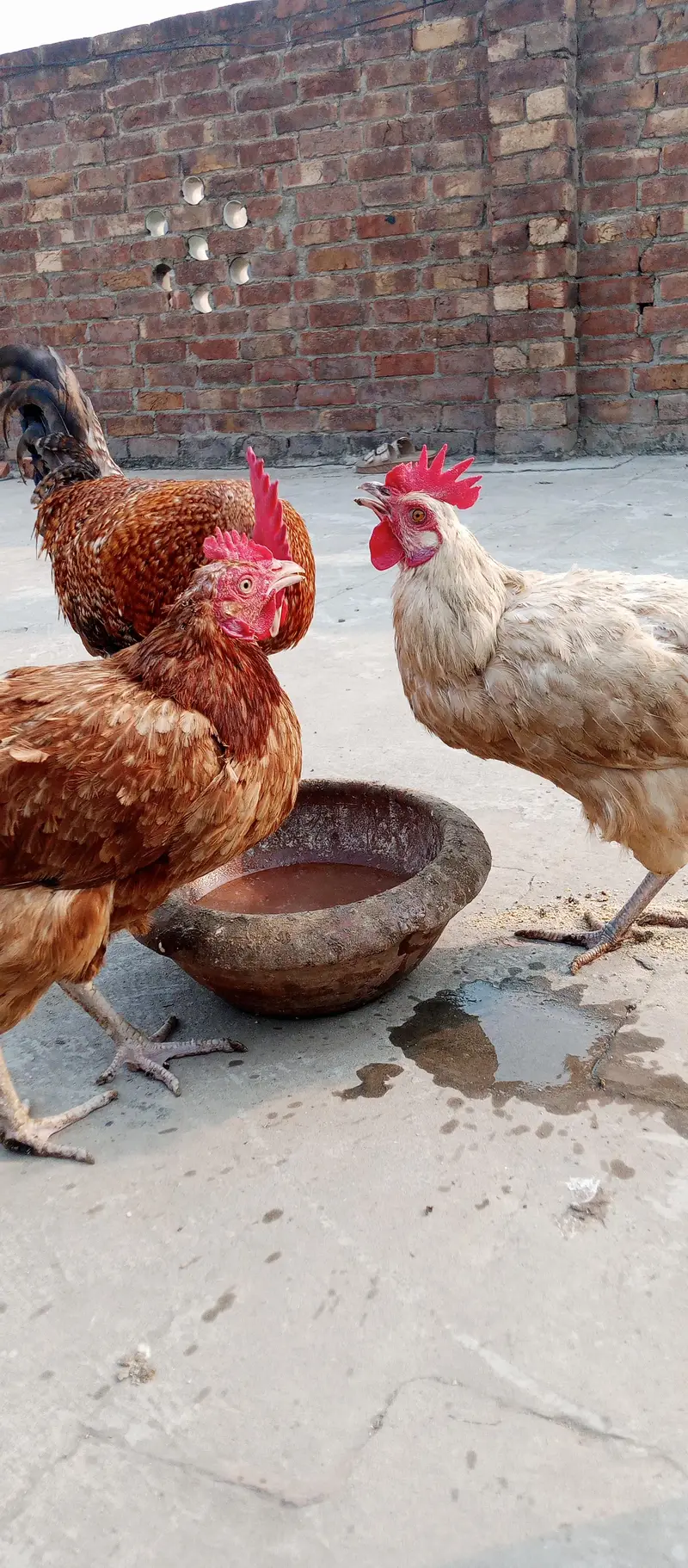 1 Male & 2 Female — photo 2