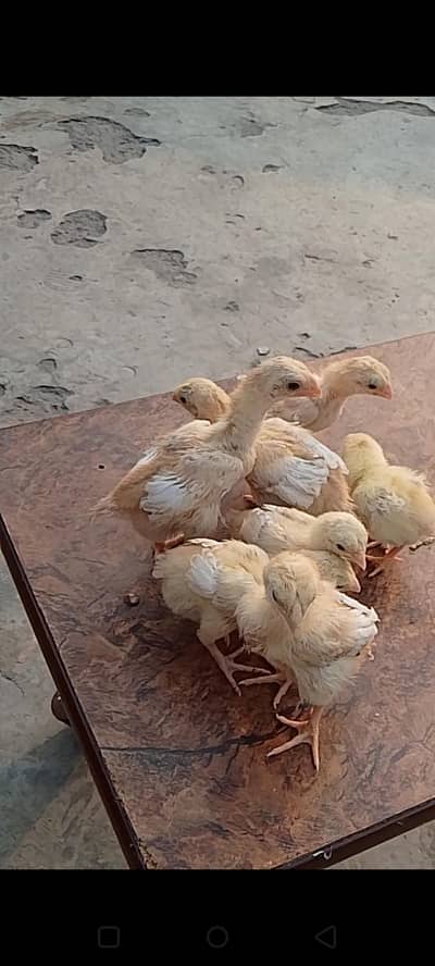 indian parrot beak long tail chicks